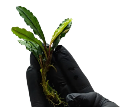 Буцефаландра Зеленый Нефрит, шт